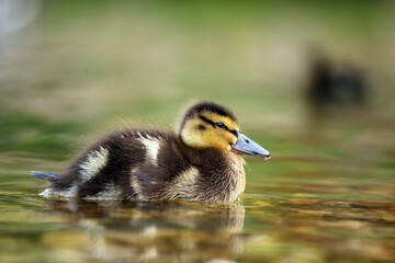 The mallard or wild duck (Anas platyrhynchos) a small duck with down feathers on the water. Small hairy ball. Duckling in the morning sun with green background.