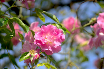 ピンク色の薔薇