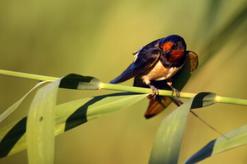 The barn swallow (Hirundo rustica) sitting on a reed with a green background. A beautiful swallow with a red head and a blue-black sheen on the body sitting on a bent reed.