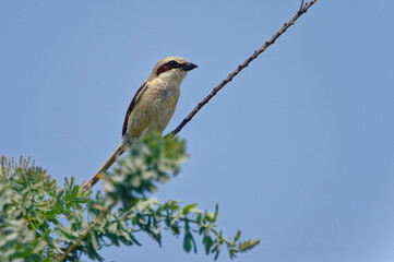 bull-headed shrike Lanius bucephalus on a branch in Fukuoka, Japan