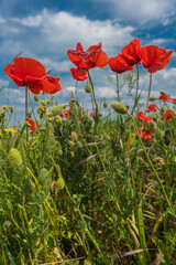 red poppies in a field among green grass