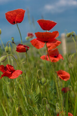 Obraz premium red poppies in a field among green grass