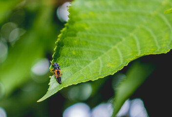 Fototapeta premium Insect on the edges of cherry leaves 