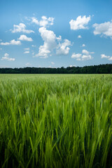 Feld mit grünem Weizen im frühen Sommer bei blauem Himmel im Hochformat