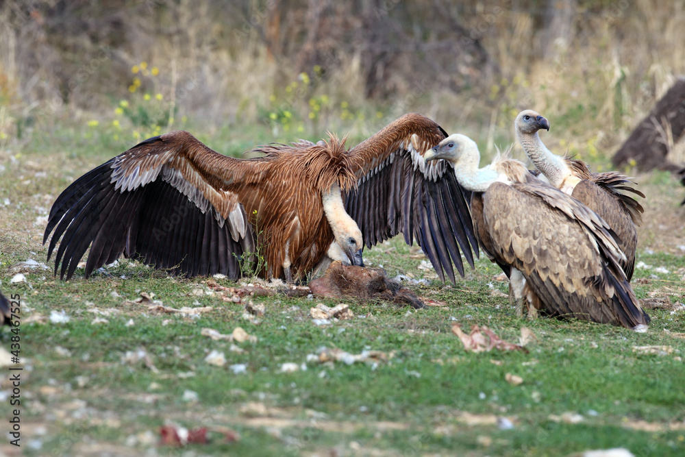 Wall mural The griffon vulture (Gyps fulvus), a pair of fighting over food. Duel of vultures for food on the ground in the mountains.