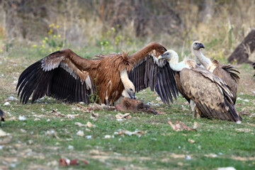 The griffon vulture (Gyps fulvus), a pair of fighting over food. Duel of vultures for food on the ground in the mountains.