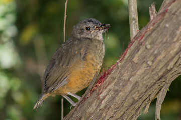 baby robin on a branch