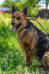 old german shepherd among green grass