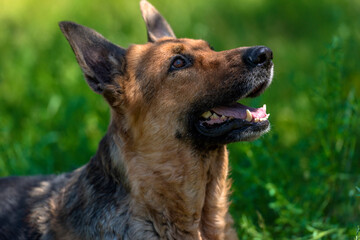 old german shepherd among green grass
