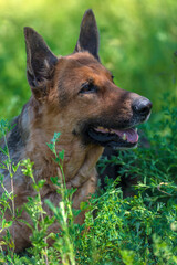 old german shepherd among green grass