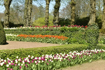 Variété de tulipes plantés le long des murets en pierres et haies au jardin du château de Grand-Bigard à l'ouest de Bruxelles