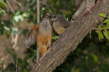 Robin feeding her baby