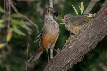 Robin feeding her baby