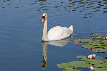 Swan on a lake