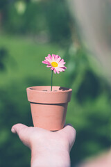 Girl holding a pink daisy flower pot