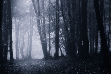 dark scary woods in fog at night
