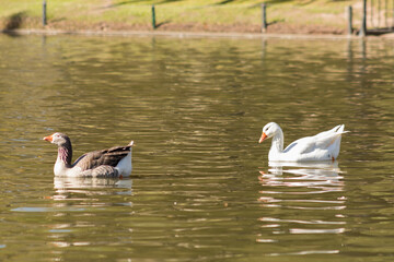 Obraz premium two ducks on the lake
