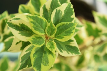 Beautiful bougainvillea leaves close up view with blurry background.