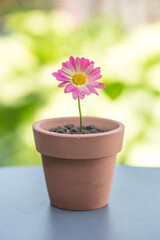 pretty pink daisy flower in a flowerpot