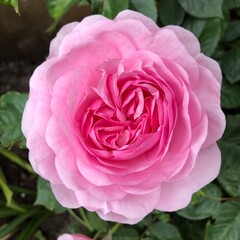 A beautiful pink rose close up