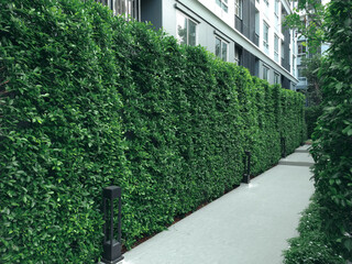 Landscaping with ornamental plants along the walking path
