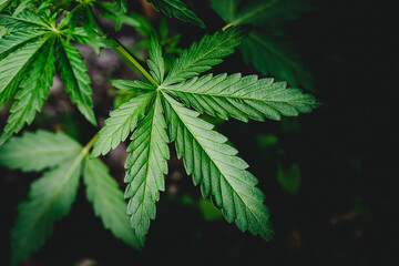 Cannabis leaves or marijuana of plant on dark blurred background, top view