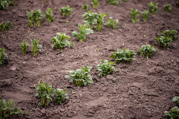 Potato garden plant sprouts grow on soil field, sunlight summer