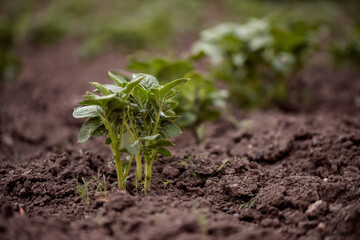 Small Potato garden plant sprouts grow on soil field summer