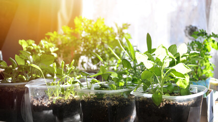 flowers in the garden