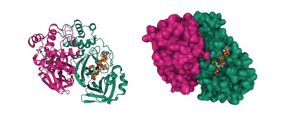 Structure of SARS-Cov-2 main protease dimer interacting with antiviral drug, narlaprevir, 3D cartoon and Gaussian surface models, white background