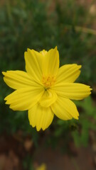 Yellow Flowers in my green garden so beautyful