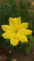 Yellow Flowers in my green garden so beautyful