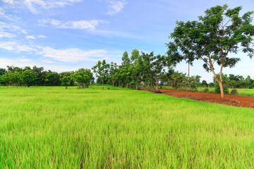 Rice fields, jasmine rice varieties in Thailand