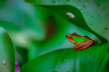 Green frog on a green leaf.