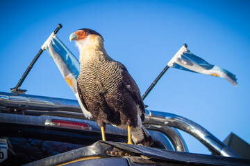 Carancho standing on truck