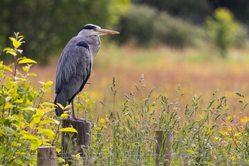 Heron Resting