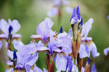 Blue flowers Iris versicolor beautifully blooming in the garden