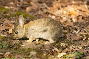Rabbit Foraging