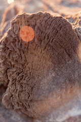 texture of wooden stump destroyed by the steppe wind and salt. Sunset light