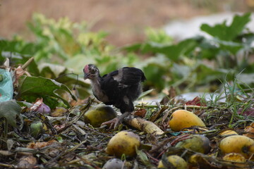 Chick with low feather 