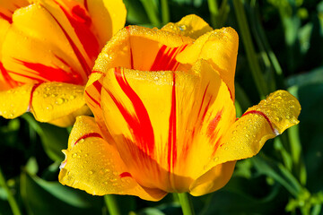 Tulpen auf der Insel Mainau © Harald Tedesco