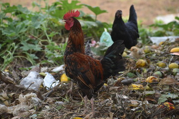 rooster in the grass