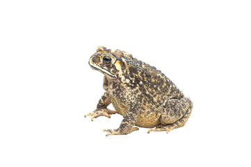 toad on white background close up , thailand