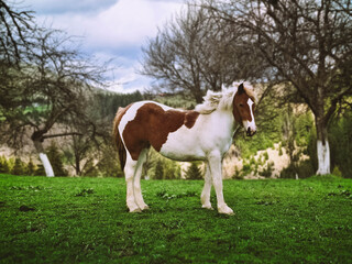 Naklejka na ściany i meble Wild horse in the mountains on a green lawn