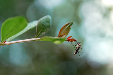 Mosquito on a leaf
