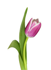 Pink tulip flower isolated