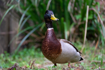 duck