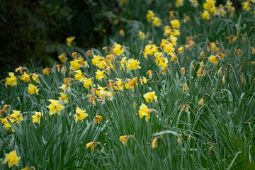 field of yellow tulips