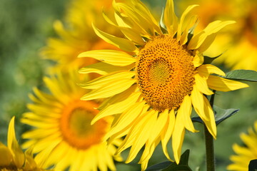 sunflower in the field