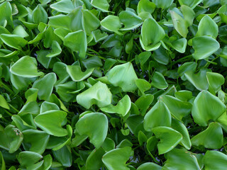 Fototapeta premium water hyacinth in the canal